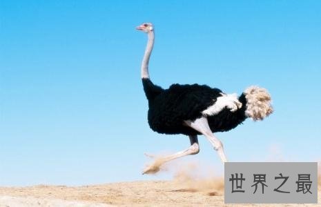 全世界最特别的十种鸟类，出乎意料的各种形态！