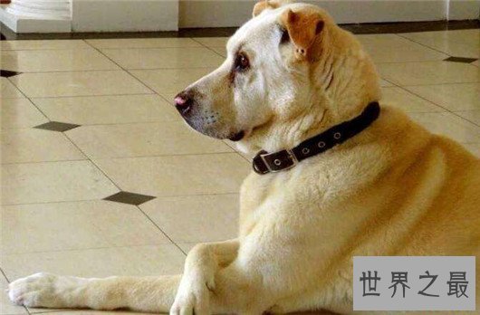 全球最贵的十种宠物，绿猴售价高达1600万美元