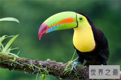 ​全球最贵的十种宠物，绿猴售价高达1600万美元