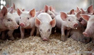 ​美国人不爱吃猪肉，为什么还是养猪第一强国？他们是怎么做到的？