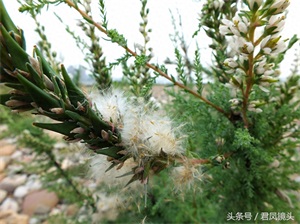 珍稀植物：疏花水柏枝