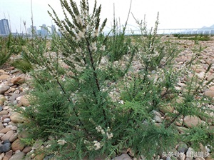 珍稀植物：疏花水柏枝