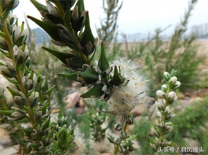 珍稀植物：疏花水柏枝