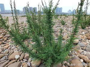 珍稀植物：疏花水柏枝