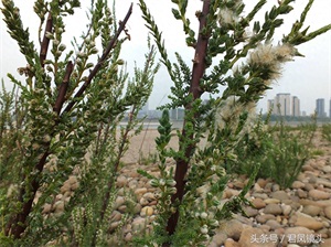 珍稀植物：疏花水柏枝