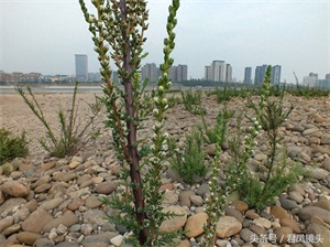 珍稀植物：疏花水柏枝
