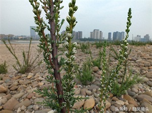 珍稀植物：疏花水柏枝
