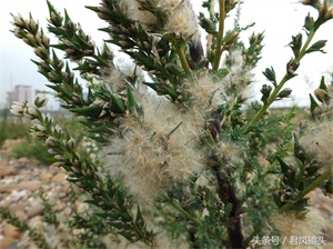 珍稀植物：疏花水柏枝