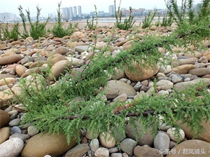 珍稀植物：疏花水柏枝