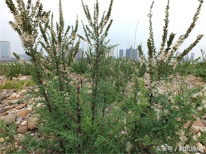 珍稀植物：疏花水柏枝