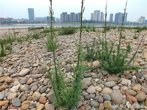 珍稀植物：疏花水柏枝