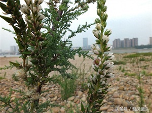 珍稀植物：疏花水柏枝
