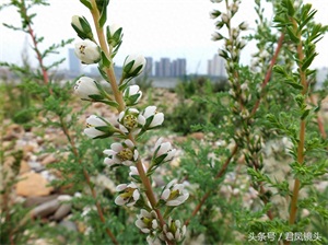 珍稀植物：疏花水柏枝