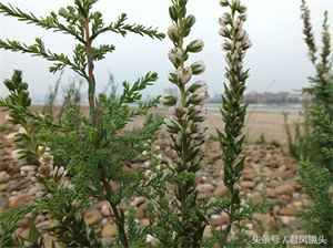 珍稀植物：疏花水柏枝