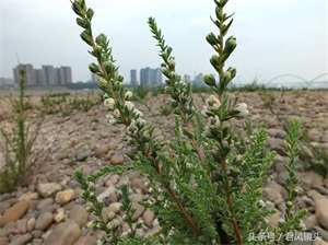 珍稀植物：疏花水柏枝