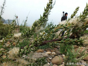 珍稀植物：疏花水柏枝