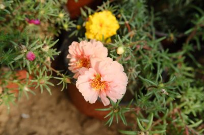 ​太阳花的特点