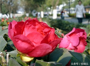 中国四大名花，你知道哪一个是第一大名花吗？唯有牡丹真国色
