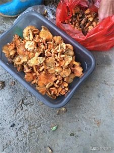 ​松树菌：一种天然名贵的野生食用菌，名副其实的山珍美味