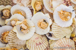 扇贝煮几分钟能熟(扇贝开锅后煮几分钟就可以了)