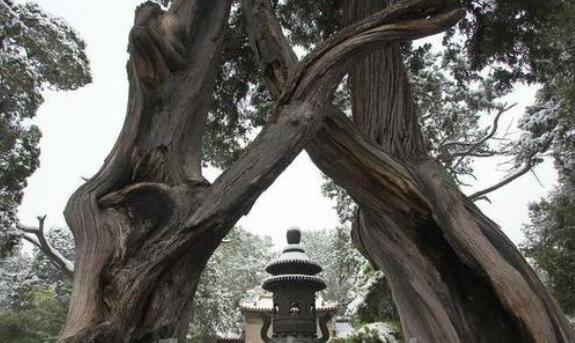 在地愿为连理枝