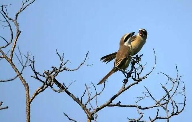 在地愿为连理枝