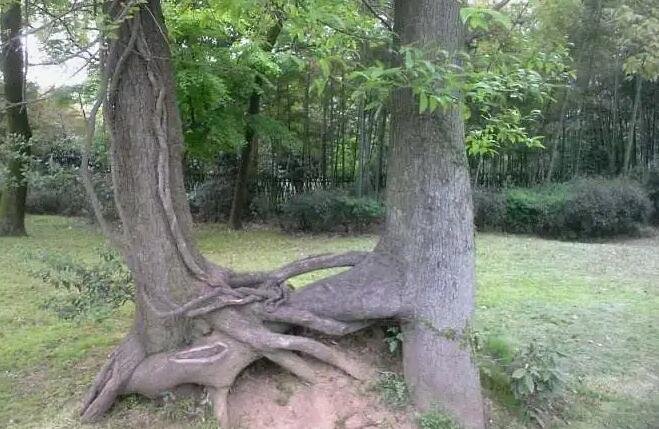 在地愿为连理枝