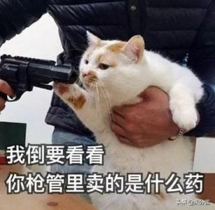 ​猫咪可能会传染给人哪些疾病？