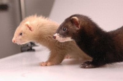 ​安哥鲁宠物貂的生活习性和饲养技巧！喜欢养貂可以收藏哦！