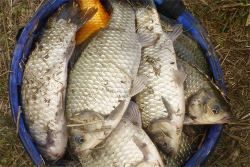 鲫鱼喜欢吃什么味道的饵料(鲫鱼喜欢吃什么食物)