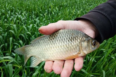 ​鲫鱼喜欢吃什么味道的饵料(鲫鱼喜欢吃什么食物)