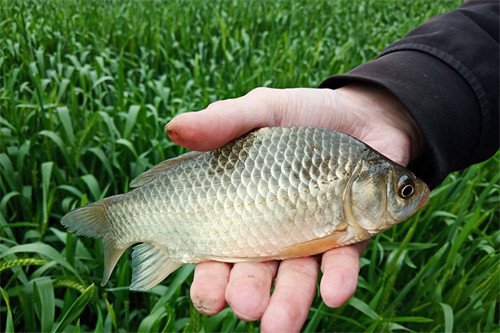 鲫鱼喜欢吃什么味道的饵料(鲫鱼喜欢吃什么食物)