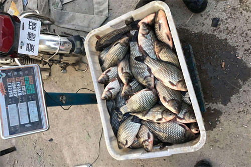 鲫鱼喜欢吃什么味道的饵料(鲫鱼喜欢吃什么食物)