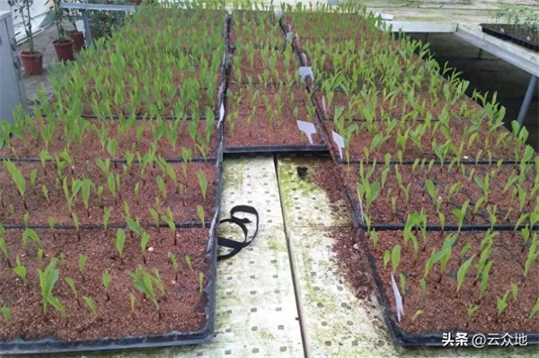 玉米育苗用多大的育苗盘好(育玉米苗须哪种育苗盘)