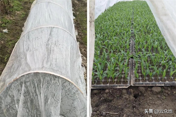 玉米育苗用多大的育苗盘好(育玉米苗须哪种育苗盘)