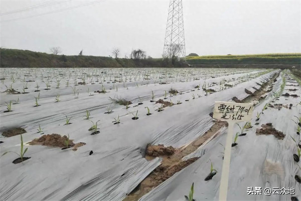 玉米育苗用多大的育苗盘好(育玉米苗须哪种育苗盘)