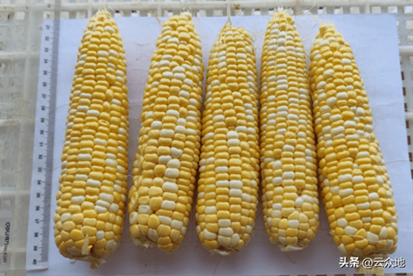 玉米育苗用多大的育苗盘好(育玉米苗须哪种育苗盘)