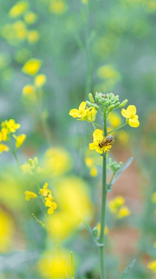 美好生活的图片 记录美好生活的图片
