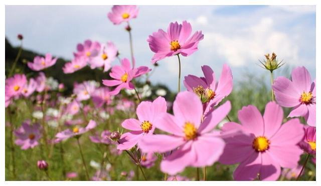为什么新买的波斯菊不会开花?学到老花农的一招后,花团锦簇