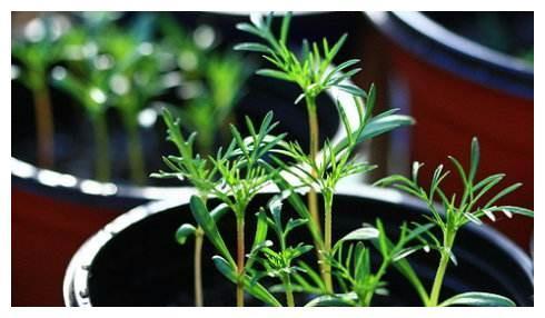 为什么新买的波斯菊不会开花?学到老花农的一招后,花团锦簇