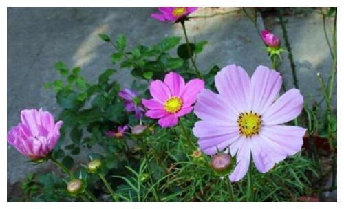 为什么新买的波斯菊不会开花?学到老花农的一招后,花团锦簇