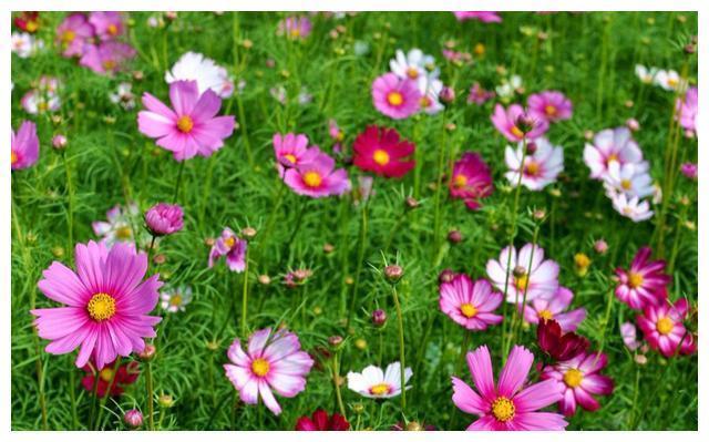 为什么新买的波斯菊不会开花?学到老花农的一招后,花团锦簇