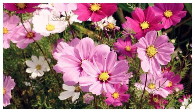 为什么新买的波斯菊不会开花?学到老花农的一招后,花团锦簇