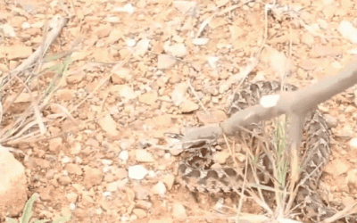 ​蝮蛇是什么蛇？毒性比五步蛇还要高5倍？也是全国伤人最多的蛇