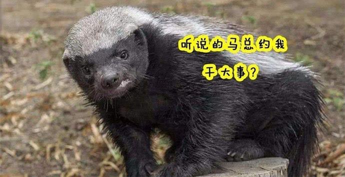 热梗马云说的平头哥是什么意思平头哥名字是怎么来的 3