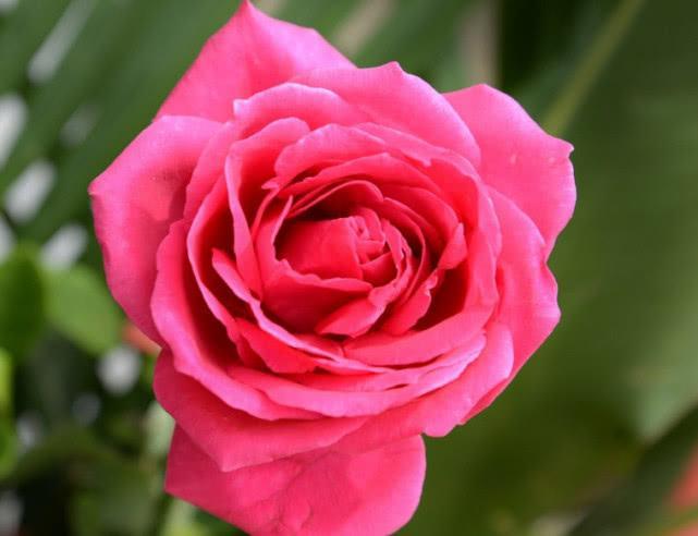 浪漫玫瑰怎样养?满足“4个”要求,大苗小苗都开花,次次开爆盆