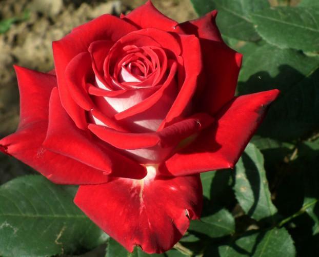 浪漫玫瑰怎样养?满足“4个”要求,大苗小苗都开花,次次开爆盆