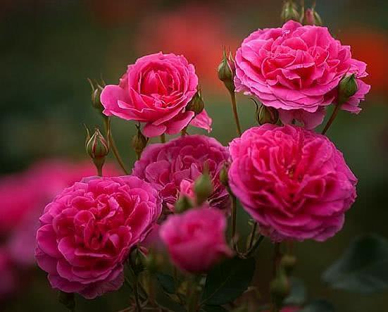 浪漫玫瑰怎样养?满足“4个”要求,大苗小苗都开花,次次开爆盆