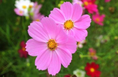 ​心机深重的人，会有4大特征，不会分辨必吃大亏！