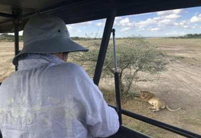 ​狮子为什么不攻击野外摄影师(为什么狮子不攻击敞篷车上的人)